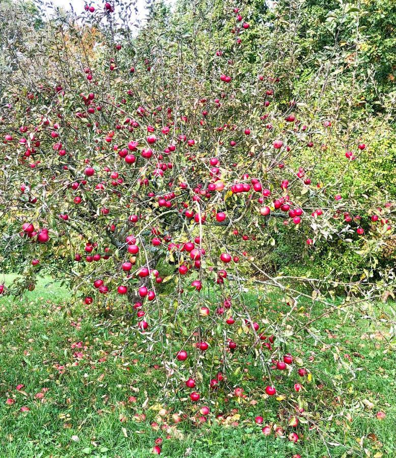 Lubin  Apple Tree Houseヴィラ エクステリア 写真